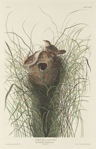 Nuttallin Lesser Marsh Wren tekijältä Robert Havell after John James Audubon
