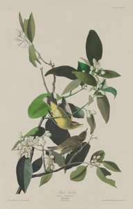 Palmukirkko tekijältä Robert Havell after John James Audubon