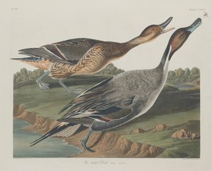 Pin-Tailed Duck tekijältä Robert Havell after John James Audubon