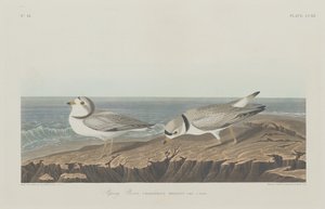 Piping Plover tekijältä Robert Havell after John James Audubon