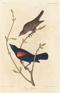 Prairie Starling tekijältä Robert Havell after John James Audubon