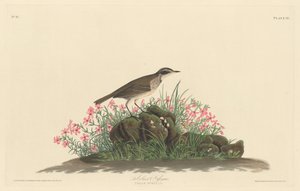 Prairie Otsikkolehti tekijältä Robert Havell after John James Audubon