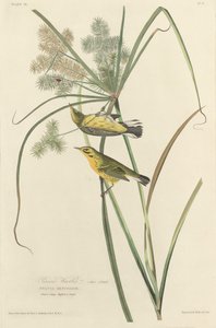Prairie Warbler tekijältä Robert Havell after John James Audubon