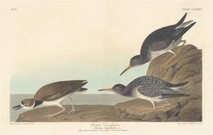 Purple Sandpiper tekijältä Robert Havell after John James Audubon
