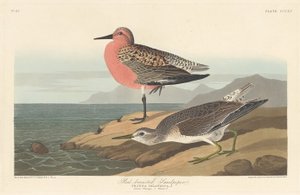 Punarintainen Sandpiper tekijältä Robert Havell after John James Audubon
