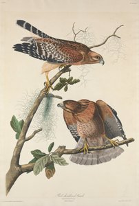 Punalapainen Hawk