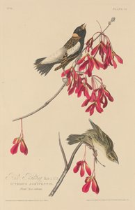 Rice Bunting tekijältä Robert Havell after John James Audubon