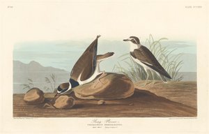 Ring Plover tekijältä Robert Havell after John James Audubon