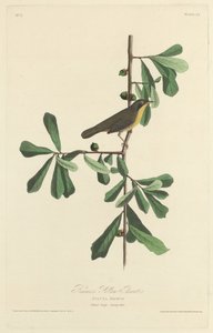 Roscoen keltainen kurkku tekijältä Robert Havell after John James Audubon