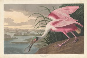 Ruusuinen lusikkanokka tekijältä Robert Havell after John James Audubon