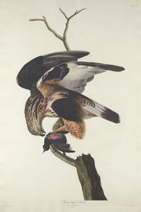 Karkeajalkainen Falcon tekijältä Robert Havell after John James Audubon