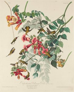 Rubiinikurkku Hummingbird tekijältä Robert Havell after John James Audubon
