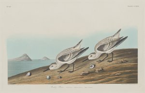 Ruddy Plover tekijältä Robert Havell after John James Audubon