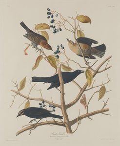 Ruosteinen Grakle tekijältä Robert Havell after John James Audubon