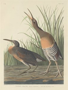 Salt Water Marsh Hen tekijältä Robert Havell after John James Audubon