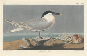 Voileipätiira tekijältä Robert Havell after John James Audubon