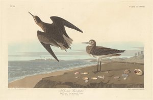 Schinzin Sandpiper tekijältä Robert Havell after John James Audubon