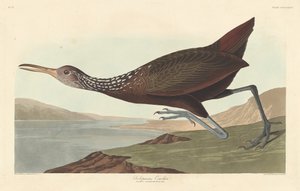 Scolopaceus Courlan tekijältä Robert Havell after John James Audubon