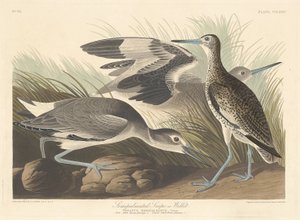 Puolipalmoitu Snipe tai Willet tekijältä Robert Havell after John James Audubon