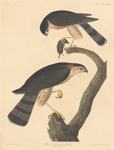 Teräväkärkinen Hawk tekijältä Robert Havell after John James Audubon