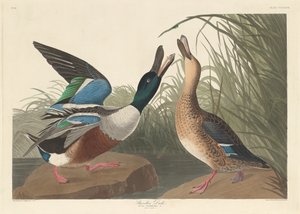 Shoveller Duck tekijältä Robert Havell after John James Audubon