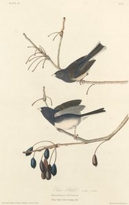 Lumilintu tekijältä Robert Havell after John James Audubon