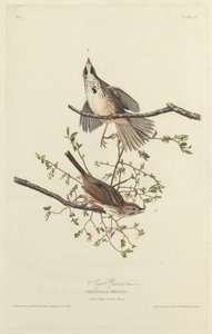 Laulu Sparrow tekijältä Robert Havell after John James Audubon
