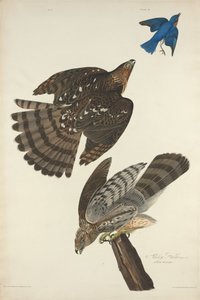 Stanley Hawk tekijältä Robert Havell after John James Audubon