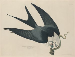 Swallow tailed Hawk tekijältä Robert Havell after John James Audubon