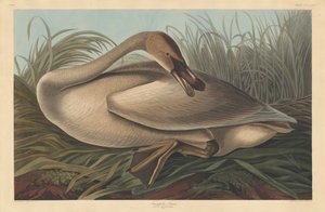 Trumpetisti Joutsen tekijältä Robert Havell after John James Audubon
