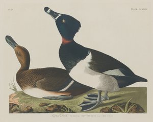 Tuftattu ankka tekijältä Robert Havell after John James Audubon