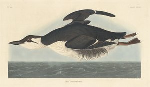 Uriah Brunnichii tekijältä Robert Havell after John James Audubon