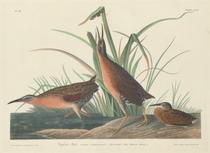 Virginia Rail tekijältä Robert Havell after John James Audubon