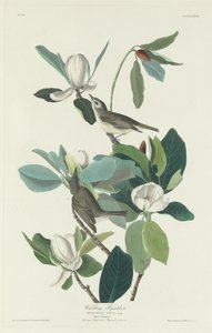 Villivä kärpässieppo tekijältä Robert Havell after John James Audubon