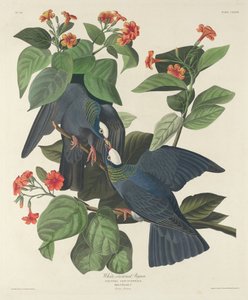 Valkokruunuinen kyyhkynen tekijältä Robert Havell after John James Audubon
