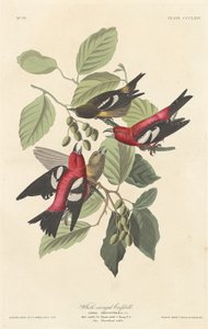 Valkosiipinen ristinokka tekijältä Robert Havell after John James Audubon