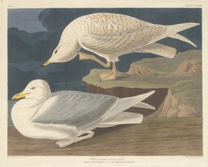 Valkosiipinen hopealokki tekijältä Robert Havell after John James Audubon