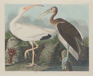 Valkoinen Ibis tekijältä Robert Havell after John James Audubon