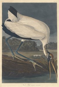 Puu Ibis tekijältä Robert Havell after John James Audubon