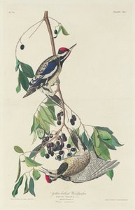 Keltatikka tekijältä Robert Havell after John James Audubon