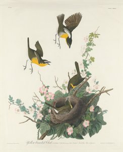 Keltarintainen Chat tekijältä Robert Havell after John James Audubon