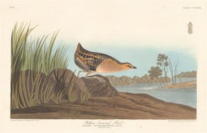 Keltarintainen Rail tekijältä Robert Havell after John James Audubon