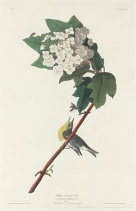 Keltakurkku Vireo tekijältä Robert Havell after John James Audubon
