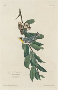 Keltakurkkukirkko tekijältä Robert Havell after John James Audubon