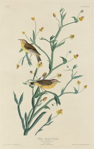 Keltainen puna-pollkirkko tekijältä Robert Havell after John James Audubon