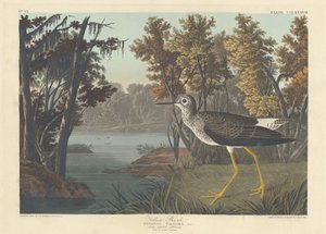 Keltainen varsi tekijältä Robert Havell after John James Audubon
