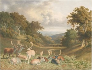 Saksanhirviä Knole Parkissa Kentissä tekijältä Robert Hills