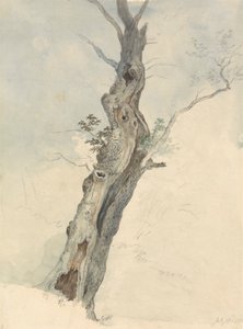 ਟ੍ਰੀ ਸਟੱਡੀਫਿਨਿਸ਼ tekijältä Robert Hills