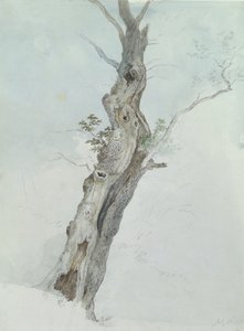 Tree Study, n. 1800-05 (wc grafiitin päällä paperilla) tekijältä Robert Hills