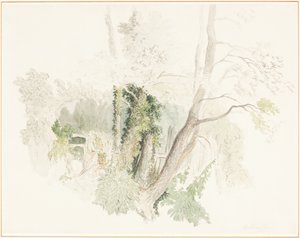 Beddingtonin puut